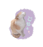 野良猫にゃんにゃんにゃん（個別スタンプ：5）