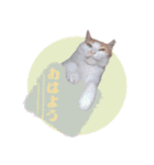 野良猫にゃんにゃんにゃん（個別スタンプ：6）