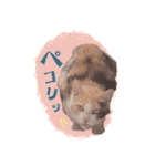 野良猫にゃんにゃんにゃん（個別スタンプ：8）