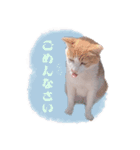 野良猫にゃんにゃんにゃん（個別スタンプ：10）