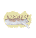 野良猫にゃんにゃんにゃん（個別スタンプ：11）
