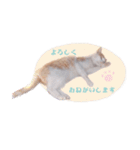 野良猫にゃんにゃんにゃん（個別スタンプ：12）