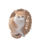 野良猫にゃんにゃんにゃん（個別スタンプ：13）