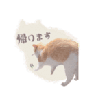 野良猫にゃんにゃんにゃん（個別スタンプ：14）