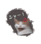 野良猫にゃんにゃんにゃん（個別スタンプ：15）