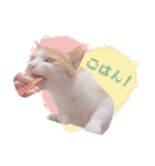 野良猫にゃんにゃんにゃん（個別スタンプ：16）