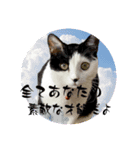 茶とみの数秘術/魅六数秘（個別スタンプ：1）