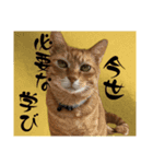 茶とみの数秘術/魅六数秘（個別スタンプ：13）