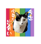 茶とみの数秘術/魅六数秘（個別スタンプ：14）