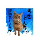 茶とみの数秘術/魅六数秘（個別スタンプ：15）