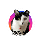 みい子の数秘術/魅六数秘（個別スタンプ：15）