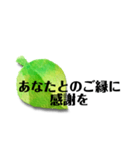 葉っぱに思いを込めて（個別スタンプ：1）