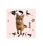 ちゃーくんの数秘術/魅六数秘（個別スタンプ：1）