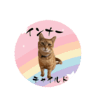 ちゃーくんの数秘術/魅六数秘（個別スタンプ：5）