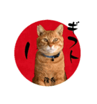 ちゃーくんの数秘術/魅六数秘（個別スタンプ：6）