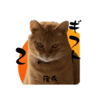 ちゃーくんの数秘術/魅六数秘（個別スタンプ：7）