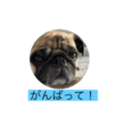 オラマー兄妹（個別スタンプ：23）