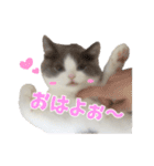ぽんと過ごすまいにち（個別スタンプ：1）
