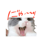 ぽんと過ごすまいにち（個別スタンプ：4）