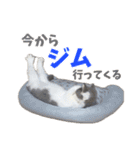 ぽんと過ごすまいにち（個別スタンプ：5）