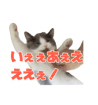 ぽんと過ごすまいにち（個別スタンプ：6）