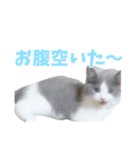 ぽんと過ごすまいにち（個別スタンプ：7）