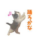 ぽんと過ごすまいにち（個別スタンプ：8）