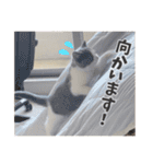 ぽんと過ごすまいにち（個別スタンプ：9）
