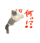 ぽんと過ごすまいにち（個別スタンプ：12）
