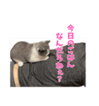 ぽんと過ごすまいにち（個別スタンプ：13）