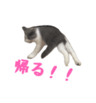 ぽんと過ごすまいにち（個別スタンプ：15）