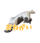 ぽんと過ごすまいにち（個別スタンプ：16）