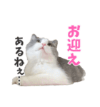 ぽんと過ごすまいにち（個別スタンプ：17）