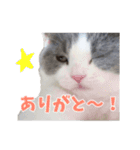 ぽんと過ごすまいにち（個別スタンプ：19）