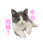 ぽんと過ごすまいにち（個別スタンプ：20）