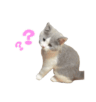 ぽんと過ごすまいにち（個別スタンプ：22）
