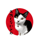 みい子日常使い10（個別スタンプ：1）