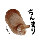 まるこほんもの！！（個別スタンプ：33）