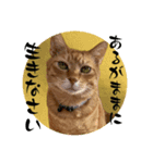 ちゃーくんからパパへ14（個別スタンプ：1）