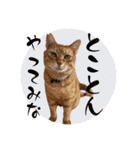 ちゃーくんからパパへ14（個別スタンプ：5）