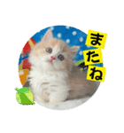 ねこまーち プレシャスクリームプリンス（個別スタンプ：5）