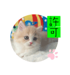 ねこまーち プレシャスクリームプリンス（個別スタンプ：6）