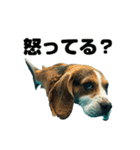 かわいい犬面魚（個別スタンプ：17）