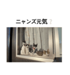 ねこる族（個別スタンプ：2）
