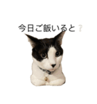 ねこる族（個別スタンプ：5）