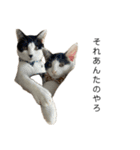 ねこる族（個別スタンプ：6）