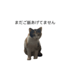 ねこる族（個別スタンプ：7）