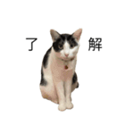ねこる族（個別スタンプ：8）