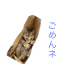 ねこる族（個別スタンプ：9）