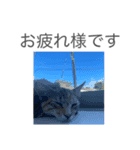 ねこる族（個別スタンプ：10）